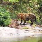 Parambikulam Tiger Reserve – Palakkad, Kerala. 